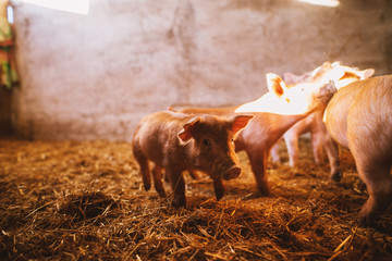 Close-up of a pig playing in a pigsty. Group of pigs.