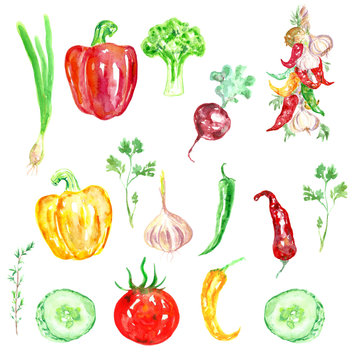 Watercolor hand drawn vegetables. Eco food vegetables background. Paprica, tomato, pepper, garlic, parsley isolated on white background.