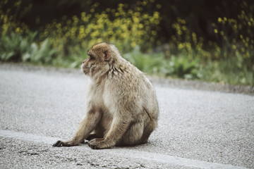 Affe auf Straße