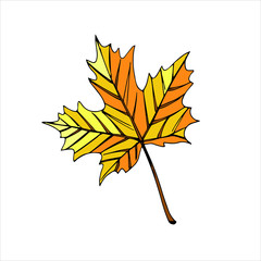 autumn leave