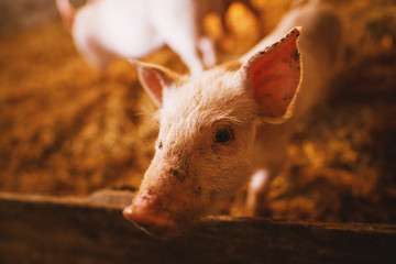 Close-up of a pig playing in a pigsty. Group of pigs. © Dusan Petkovic