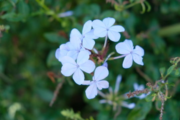 Flowers in bloom white blossoms