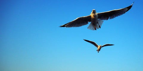 A seagull flying on blue sky background with copy space