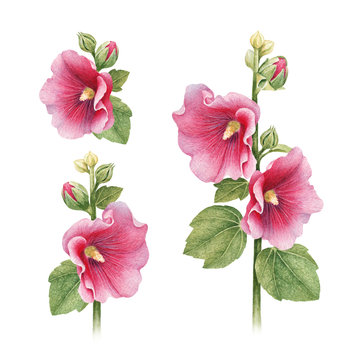 Watercolor illustrations of mallow flowers