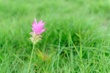 Pink Siam Tulip flower