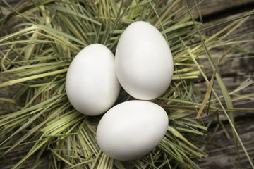 eggs