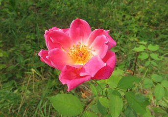 Beautiful pink rose flower in the garden, closeup 