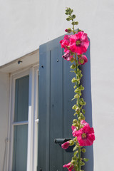 Ile de Ré Hollyhocks