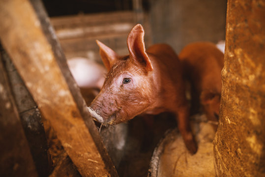 Close-up of a pig playing in a pigsty. Group of pigs.