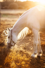 White horse eating grass, grazing  in a field - 218787410