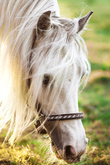 White horse head eating grass in the farm. Close up - 218787456