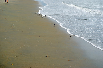Birds flying at sea beach. Water, sand