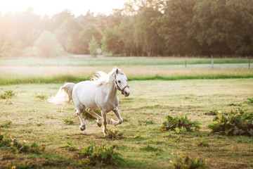 Beautiful white horse running on the field in summer - 218787489
