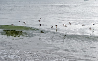 Birds flying at sea beach. Water, sand