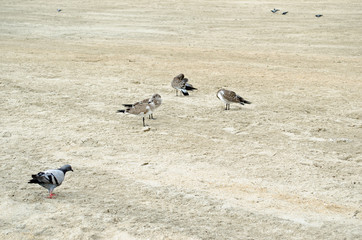 Seagull and pegion sitting on the sand at beach