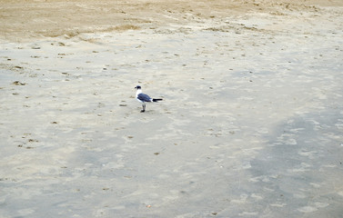 Fototapeta na wymiar Seagull sitting on the sand at beach. Beak, sunny