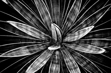 Moody black and white of agave angustiflora with shadows and light. - Powered by Adobe