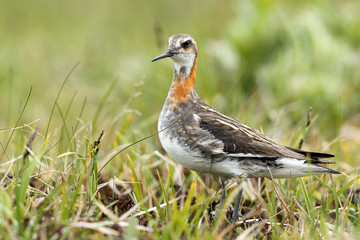 Fototapeta premium Red-necked Phalarope