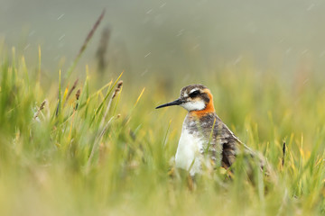 Red-necked Phalarope
