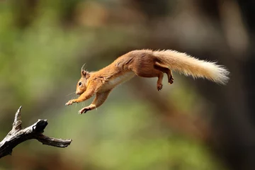 Tuinposter Rode eekhoorn vliegen © markmedcalf