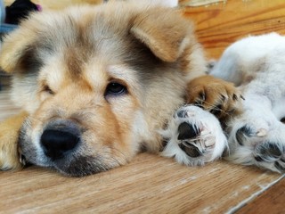 Close up shot of a chow chow puppy.