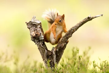 Deurstickers Rode eekhoorn © markmedcalf