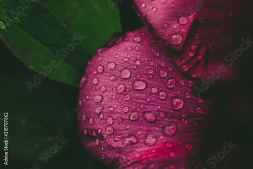 Floral Natural Background From Pink Wet Peony Flower Petals