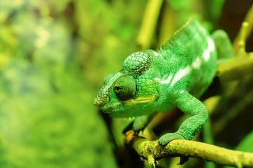 caméléon au vert