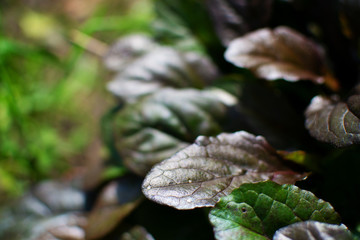 Low key green leafs  nature background