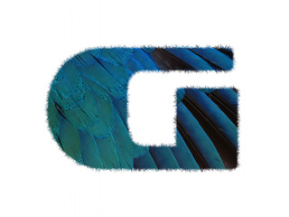 High resolution font made of hummingbird feathers pattern isolated on white background.