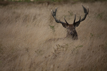 Deer during Rut 