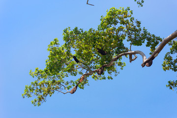 Swarm of bees on tree branch in the Royal Botanical Garden of Peradeniya, Kandy