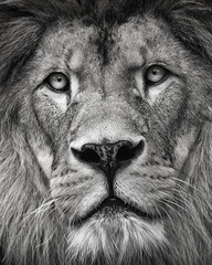 Lion portrait de détail en couleur noir et blanc