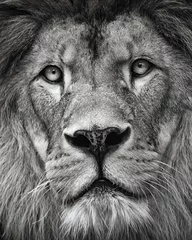 Poster de jardin Lion Lion portrait de détail en couleur noir et blanc