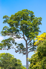 Swarms of bees on a big tree in the Royal Botanical Garden of Peradeniya, Kandy