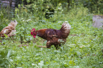 Hahn in Freilandhaltung