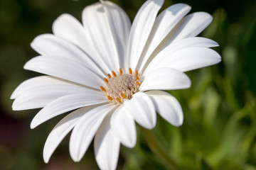 Obraz premium Blume in einem Garten