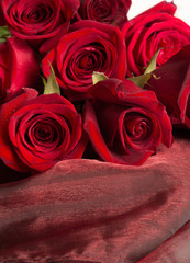  bouquet of red roses aroundwhite background