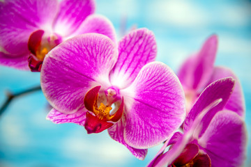 Fototapeta na wymiar A branch of purple orchids on a blue wooden background 