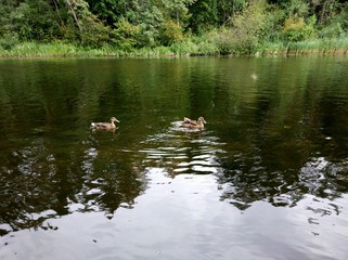 ducks