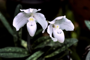 Paphiopedilum niveum is paphiopedilum orchid flower or Lady's Slipper orchid.