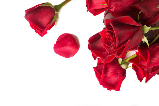  bouquet of red roses aroundwhite background