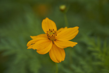 Yellow Flower 