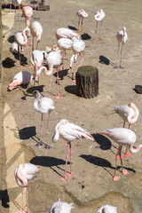 birds in a pond in a zoo in the summer