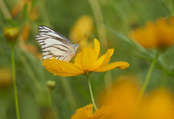 Yellow flower with butterfly 