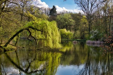 wiosenna wierzba płacząca nad stawem © Jarek Witkowski