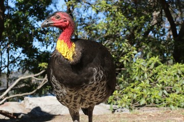 Australian Brushturkey