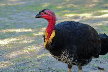 Australian Brushturkey