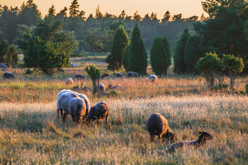 Sheep from the Island Gotland