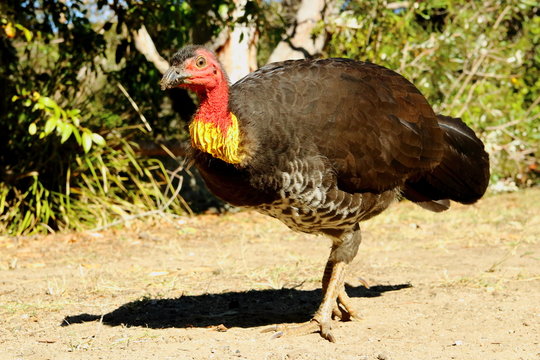 Australian Brushturkey